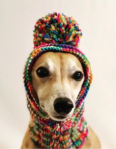 a dog wearing a multicolored knitted hat with pompom on it's head