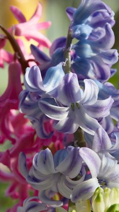 purple and white flowers are blooming in the garden