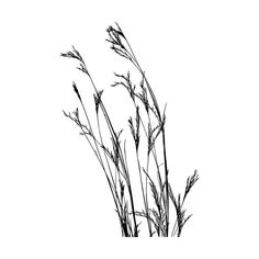 black and white photograph of tall grass against a white background