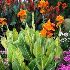 an assortment of colorful flowers and plants in a garden