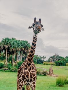 a giraffe standing in the middle of a lush green field with palm trees