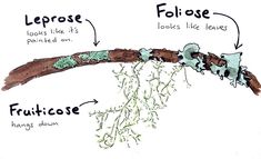 an image of a tree branch with leaves and roots labeled in the words folise