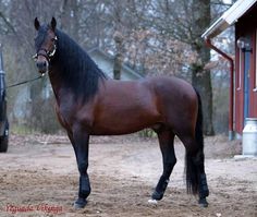 a brown horse standing on top of a dirt field next to a tree filled forest