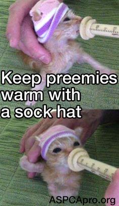 a person is feeding a baby hamster with a bottle in their hand and the caption reads, keep preemies warm with a sock hat