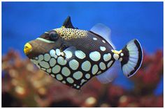 a black and white fish swimming in an aquarium with corals behind it's back