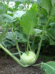 a close up of a green vegetable growing in the ground