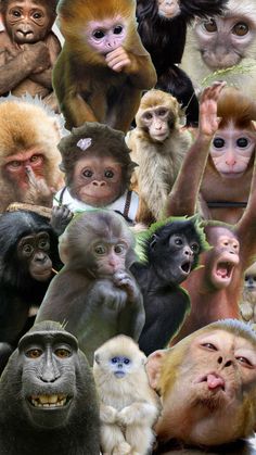 many different types of monkeys with their mouths open