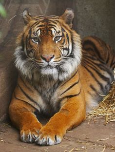 a tiger laying on the ground next to some hay