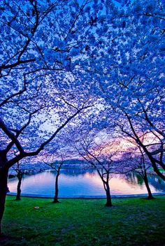 the trees are blooming at dusk by the water