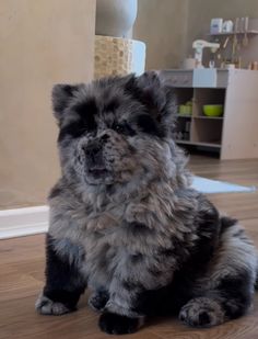 a fluffy black and gray dog sitting on top of a hard wood floor