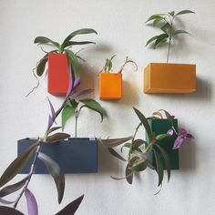 four different colored boxes mounted to the wall with plants growing out of them and hanging on it