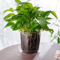 a potted plant sitting on top of a wooden table