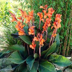 an orange flower is growing in the middle of some rocks and plants with green leaves