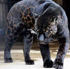 a large black leopard walking across a cement floor