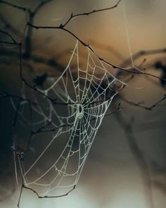 a spider web hanging from a tree branch in front of a blurry sky background