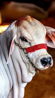 an animal with a red collar and chain around it's neck is looking at the camera