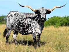 a cow with large horns standing in a field