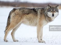 a wolf standing in the snow looking at something