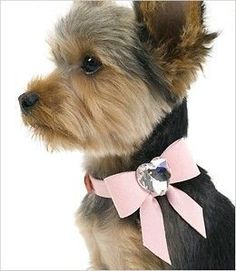 a small dog wearing a black shirt with pink bows on it's collar and neck