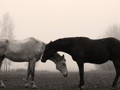 two horses standing next to each other in a field on a foggy day with trees in the background