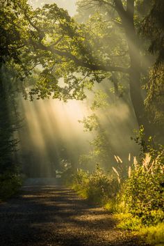 sunlight shining through the trees onto a dirt road