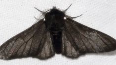 a close up of a moth on a white surface