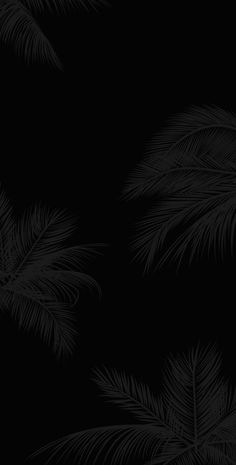 black and white palm tree wallpaper in the dark night with no one on it