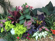 various types of plants and flowers in front of a building with white stucco on the wall