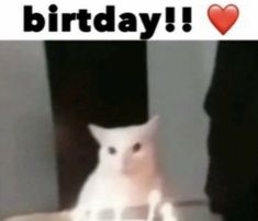 a white cat sitting on top of a table in front of a computer screen with the caption, happy birthday