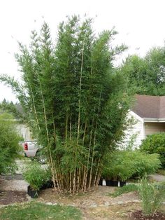 a tall bamboo tree in front of a house