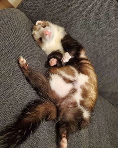 a cat laying on its back on top of a couch