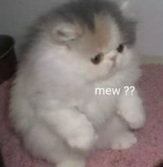 a fluffy white cat sitting on top of a pink rug