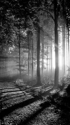 black and white photograph of sun shining through the trees in a foggy forest area