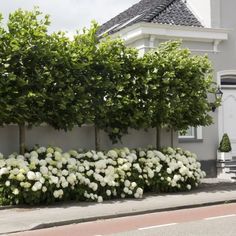 white flowers line the side of a house