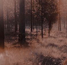 the sun shines through the trees and grass in this forest filled with tall grasses