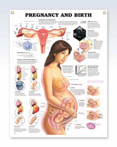 This very popular 20" x 26" (51 x 66 cm) female exam-room anatomy poster with grommets illus­trates inter­nal human anatomy of mam­mary glands and fetus developing within the mother from con­cep­tion. For obstetrics and gyne­co­logy profes­sionals and their patients, Pregnancy and Birth shows vaginal canal, cervix, uterus, fallopian tubes, ovum, fertilization, implanted blastocyst, trimester and fetal develop­ment with embryo ultra­sound and amnio­centesis. Genetic screening and hormonal changes Pregnancy Anatomy, Pregnancy Chart, Pregnancy Pilates, Lung Anatomy, Anatomy Poster, Mammary Gland, Fetal Development, Fallopian Tubes, Obstetrics And Gynaecology