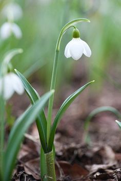 some white flowers are growing in the dirt