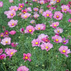 many pink flowers are growing in the grass