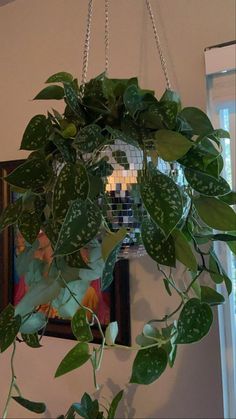 a green plant hanging from the ceiling in front of a mirror