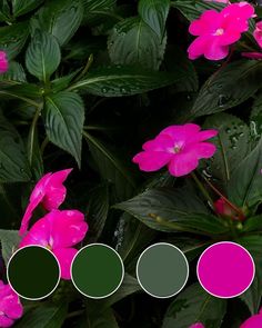 pink flowers with green leaves in the background and three colors to choose from on each side