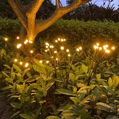 some lights that are in the grass near trees and bushes with plants growing around them