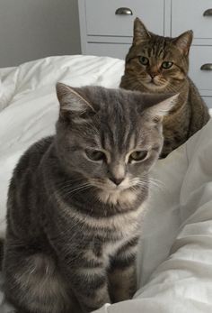 two cats sitting on top of a bed next to each other in front of a dresser