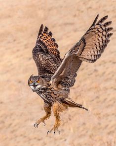 an owl is flying with its wings spread