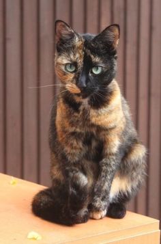 a cat sitting on top of a wooden table