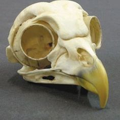 a bird's skull with a large beak