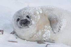 a seal is laying in the snow with it's eyes closed