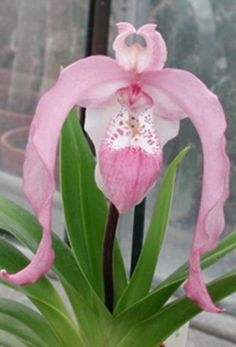 a pink and white flower in a pot