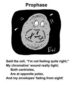 a cartoon with the words prophase written in black and white, on top of it