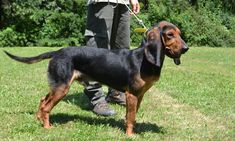 a black and brown dog standing on top of a grass covered field next to a person