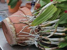 a potted plant with roots attached to it